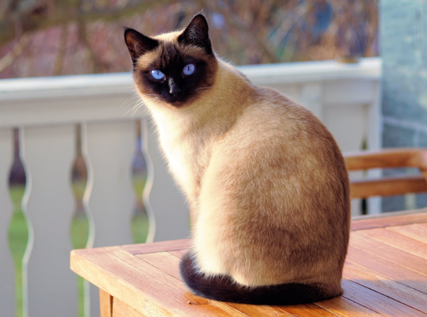 a pretty cat